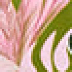 Basically Breezy Sundress Bird of Paradise