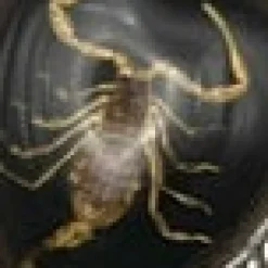 Scorpion Heart Cuff Bracelet Black