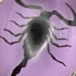 Sterling Silver Scorpion Heart Ring Lavender New