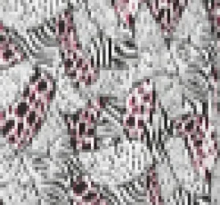 Zebra Halter Swing Dress Best