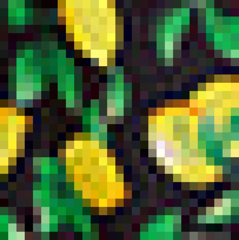 BTC Zest for Life Sweetheart Dress Lemon Clearance